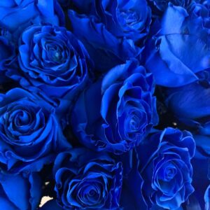 Синие розы фото