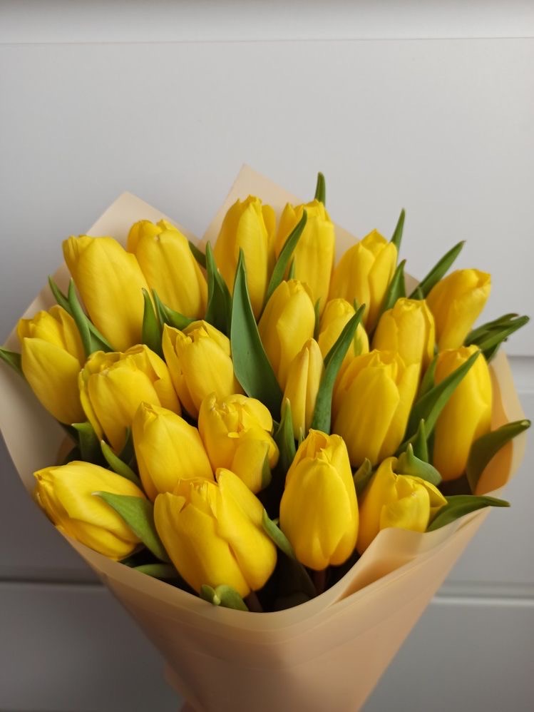 Желтые тюльпаны фото